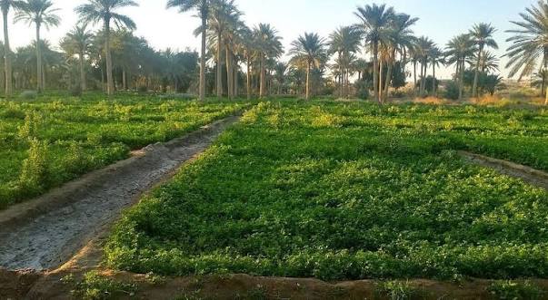 استثمار الصحراء زراعياً على طاولة وزارة الزراعة.. التنفيذ مرهون بالتمويل
